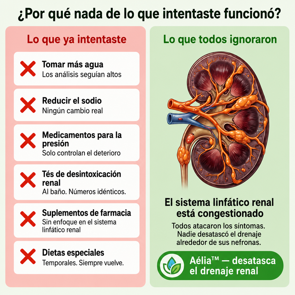 Fórmula para Riñones y Drenaje Linfático Renal